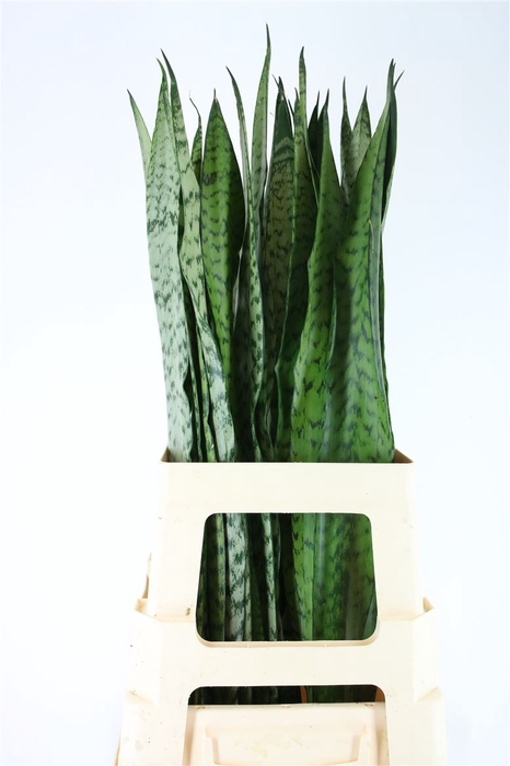 <h4>Sanseveria Silver Cobra (mg)</h4>