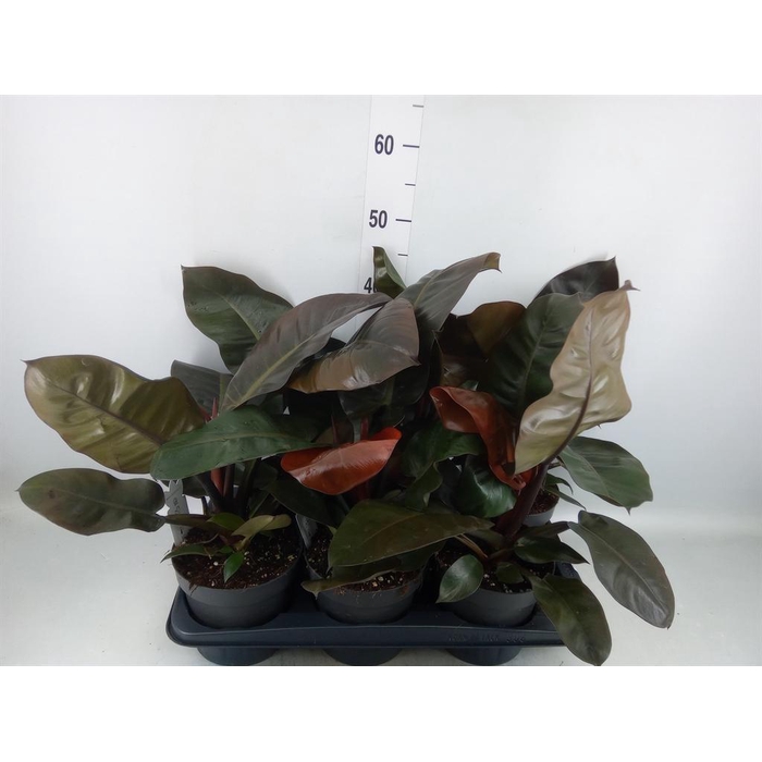 <h4>Philodendron   ...</h4>