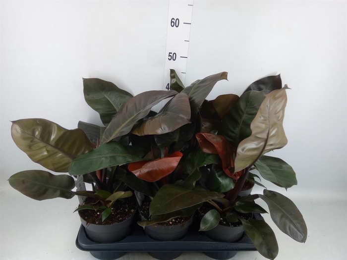 Philodendron   ...