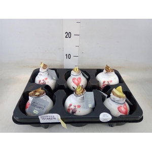 Hippeastrum   ...waxed