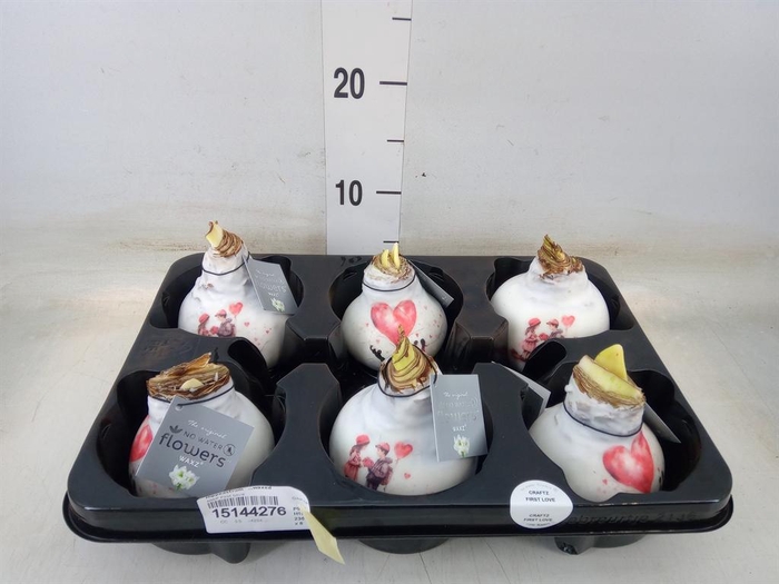 <h4>Hippeastrum   ...waxed</h4>