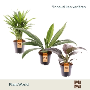 kamerplanten