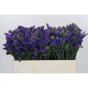 Limonium sinuatum Levis Wings