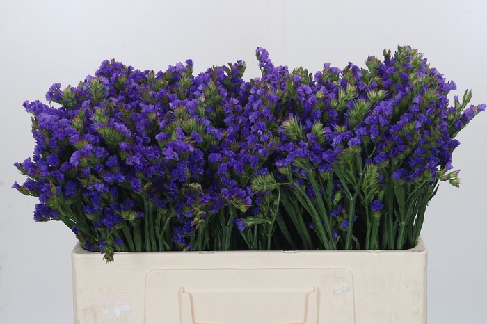 <h4>Limonium sinuatum Levis Wings</h4>