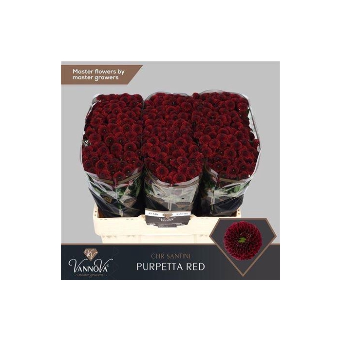 <h4>Chr S Purpetta Red</h4>