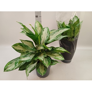 Aglaonema Silver Bay 21Ø 50cm 3pp