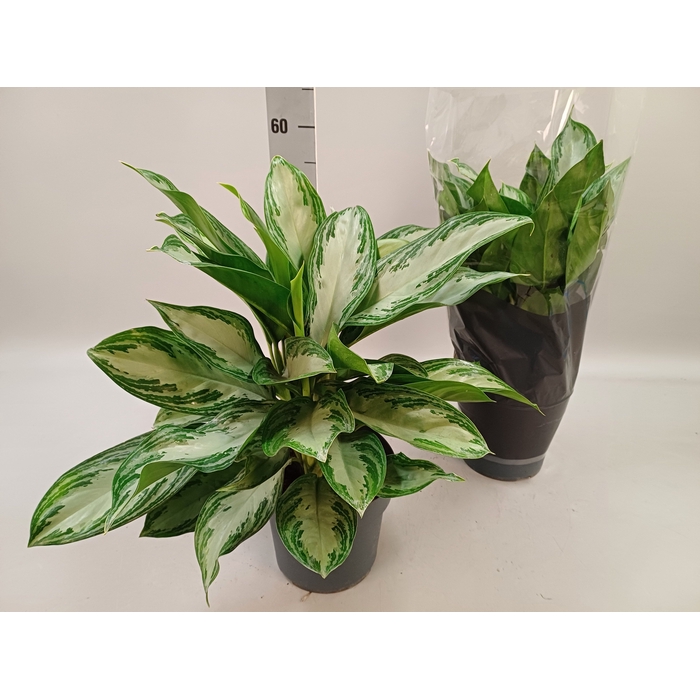 <h4>Aglaonema Silver Bay 21Ø 50cm 3pp</h4>