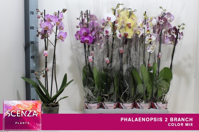 <h4>PHAL GEM 7 KL</h4>