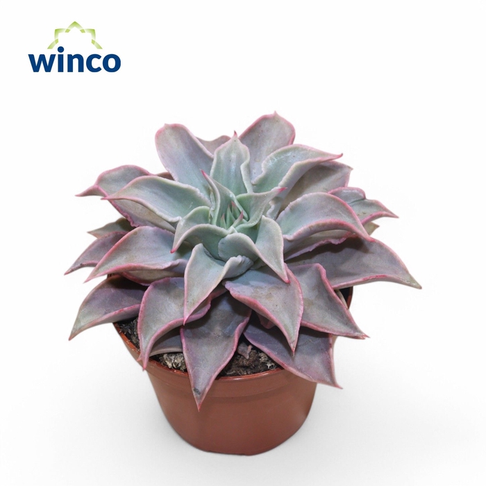 <h4>Echeveria Madiba</h4>