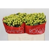 Hypericum Smiley Romance
