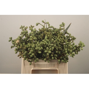 Euc Berry Clock Per Bunch