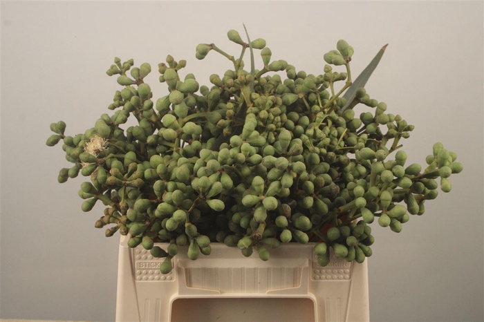 <h4>Euc Berry Clock Per Bunch</h4>
