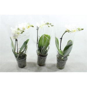 WITTE KOLIBRI 1 TAK A2