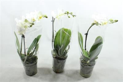 <h4>WITTE KOLIBRI 1 TAK A2</h4>