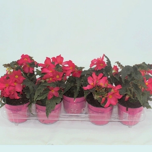 Begonia Florencio Cerise