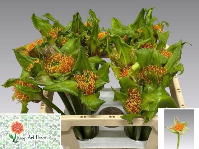 <h4>SCAD P BLITZ</h4>