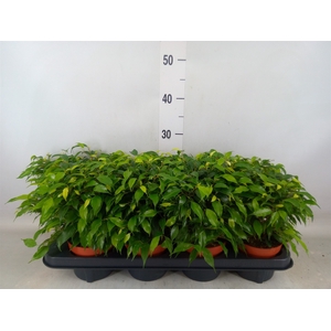 Ficus benja. 'Green Kinky'