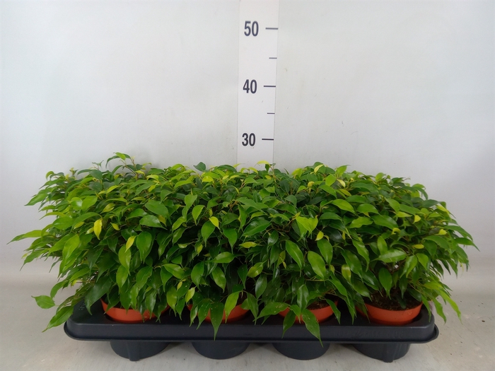 <h4>Ficus benja. 'Green Kinky'</h4>