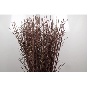Prunus Pink