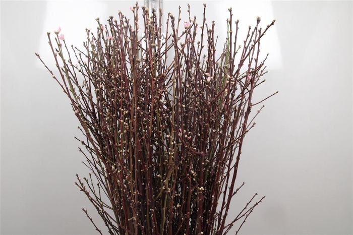 <h4>Prunus Pink</h4>