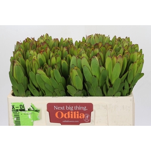 Leucadendron Goldstrike