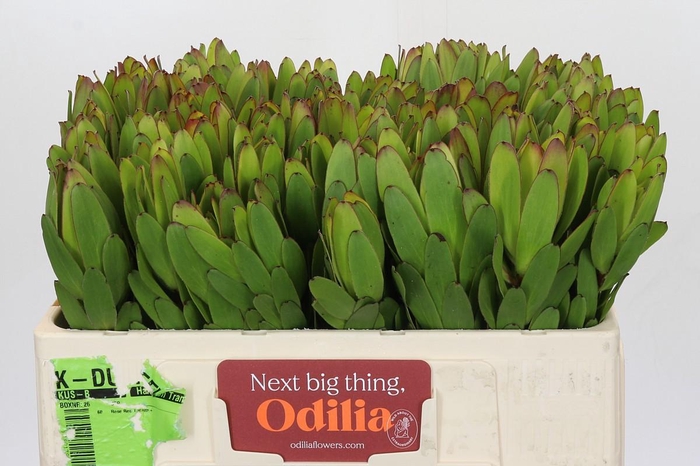 Leucadendron Goldstrike