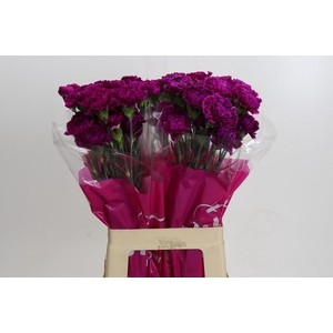 Dianthus St Nobbio Violet