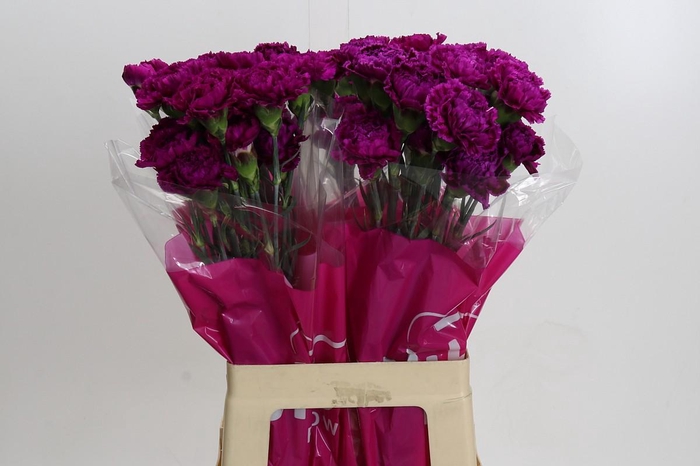<h4>Dianthus St Nobbio Violet</h4>