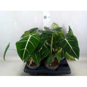 Alocasia   ...