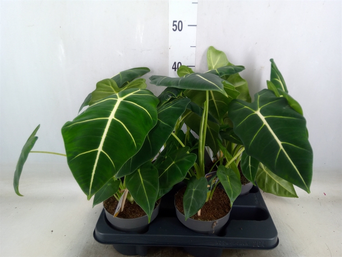 <h4>Alocasia   ...</h4>