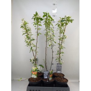 Malus  'John Downie'