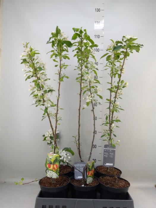 <h4>Malus  'John Downie'</h4>