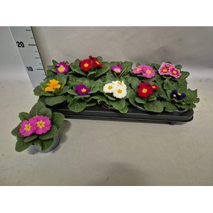 PRIM ACAULIS GEMENGD