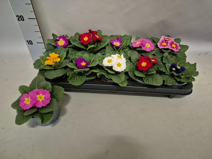 <h4>PRIM ACAULIS GEMENGD</h4>