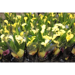 CALLA COLORIDA P14 PREMIUM