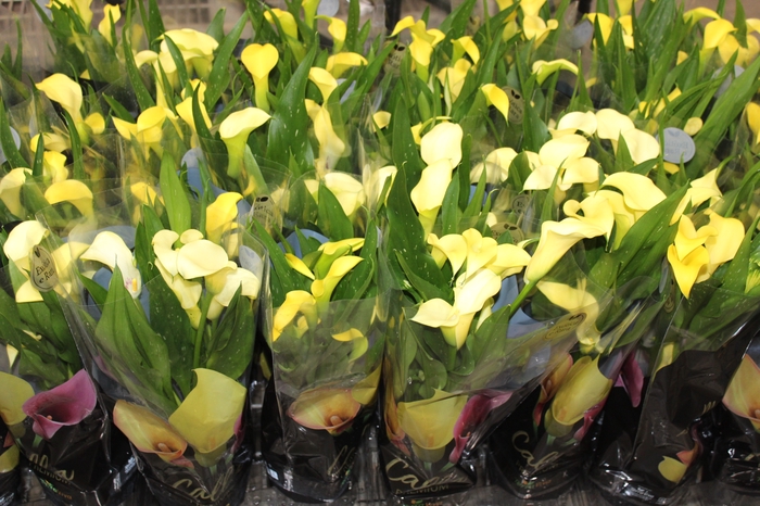 <h4>CALLA COLORIDA P14 PREMIUM</h4>