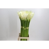 Zantedeschia Eydolls White