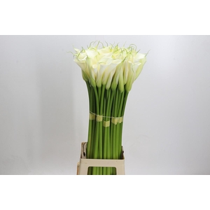 Zantedeschia Eydolls White