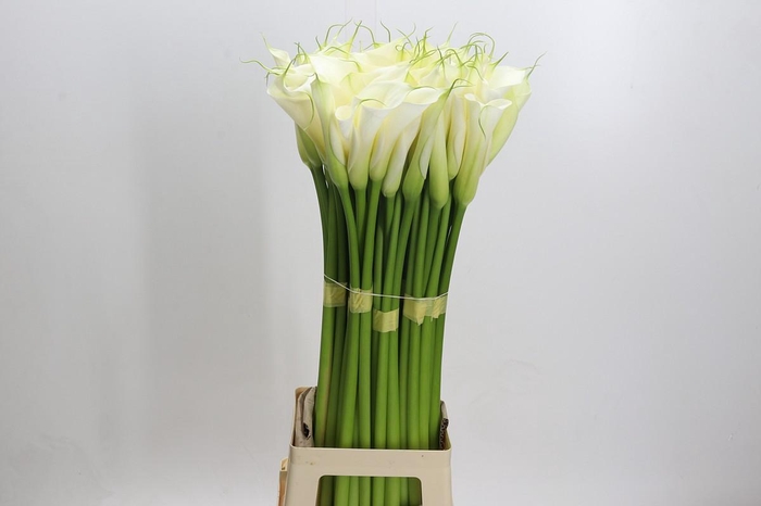 <h4>Zantedeschia Eydolls White</h4>