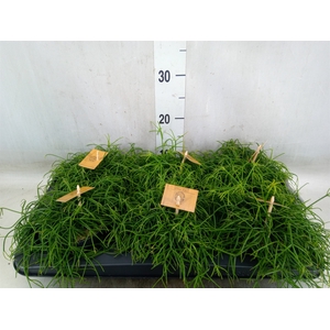 Rhipsalis   ...