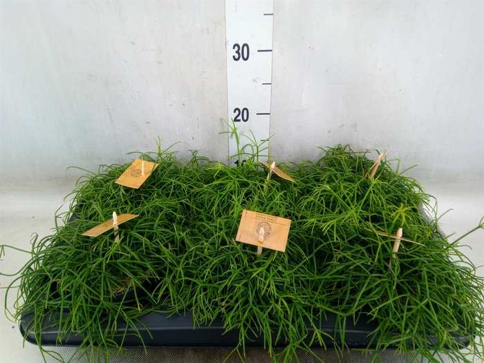 <h4>Rhipsalis   ...</h4>