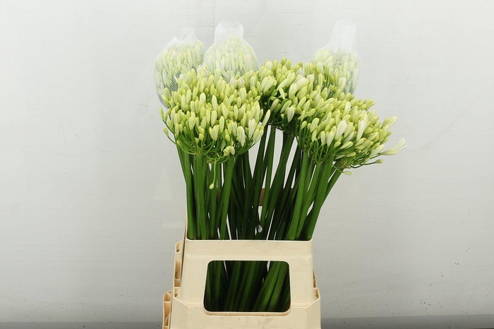 <h4>Agap Gletsjer</h4>