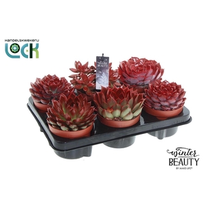 Winterbeauty succulenten mix Red