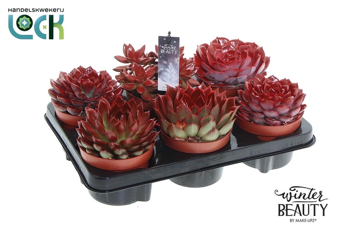 <h4>Winterbeauty succulenten mix Red</h4>