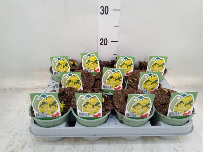 <h4>Eranthis hyemalis</h4>