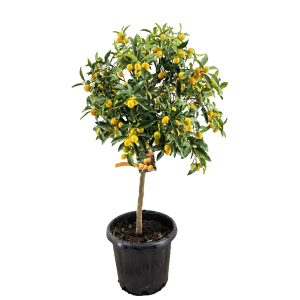 <h4>Citrus kumquat</h4>