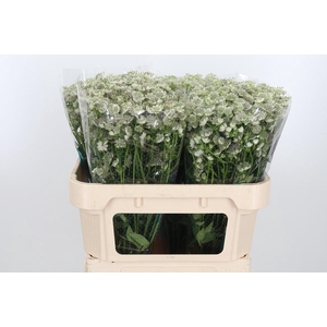Astrantia Wit Billion Stars