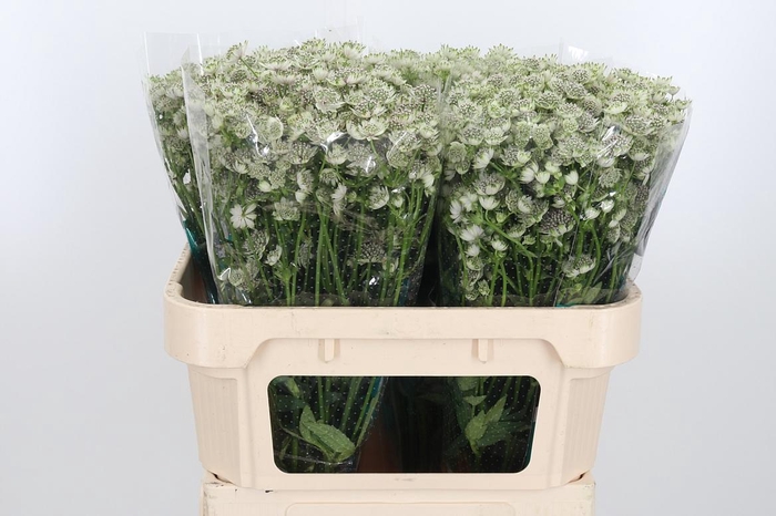 <h4>Astrantia Wit Billion Stars</h4>