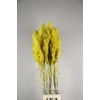 Dried cortaderia paint yellow
