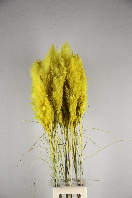 Dried cortaderia paint yellow